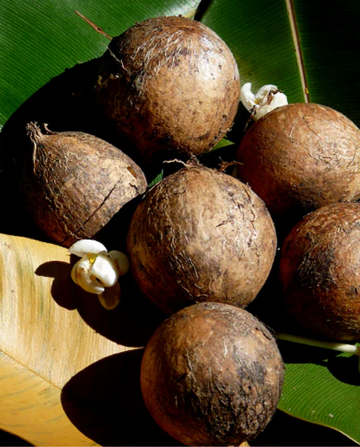 <p>TAMANU OIL</p>