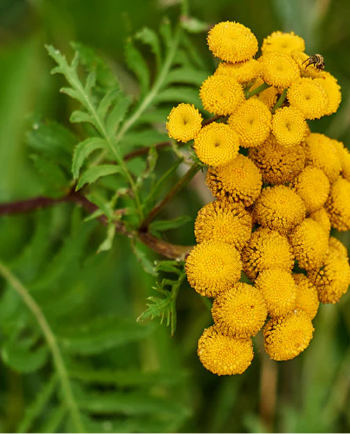 <p>Corsican Helichrysum</p>