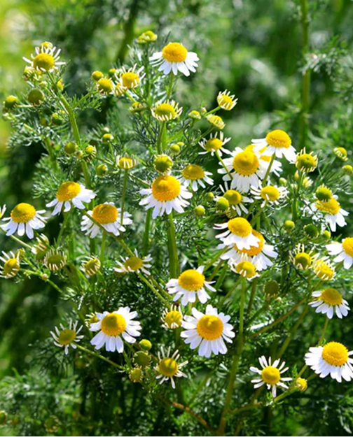 <p>ROMAN CHAMOMILE</p>